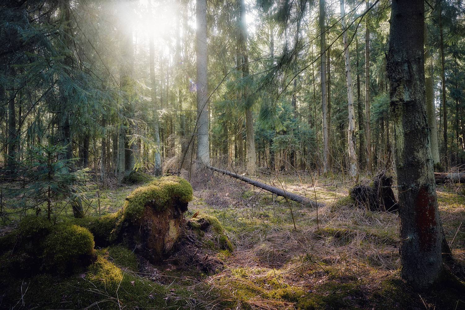лес, весна, свет, Валерий Вождаев