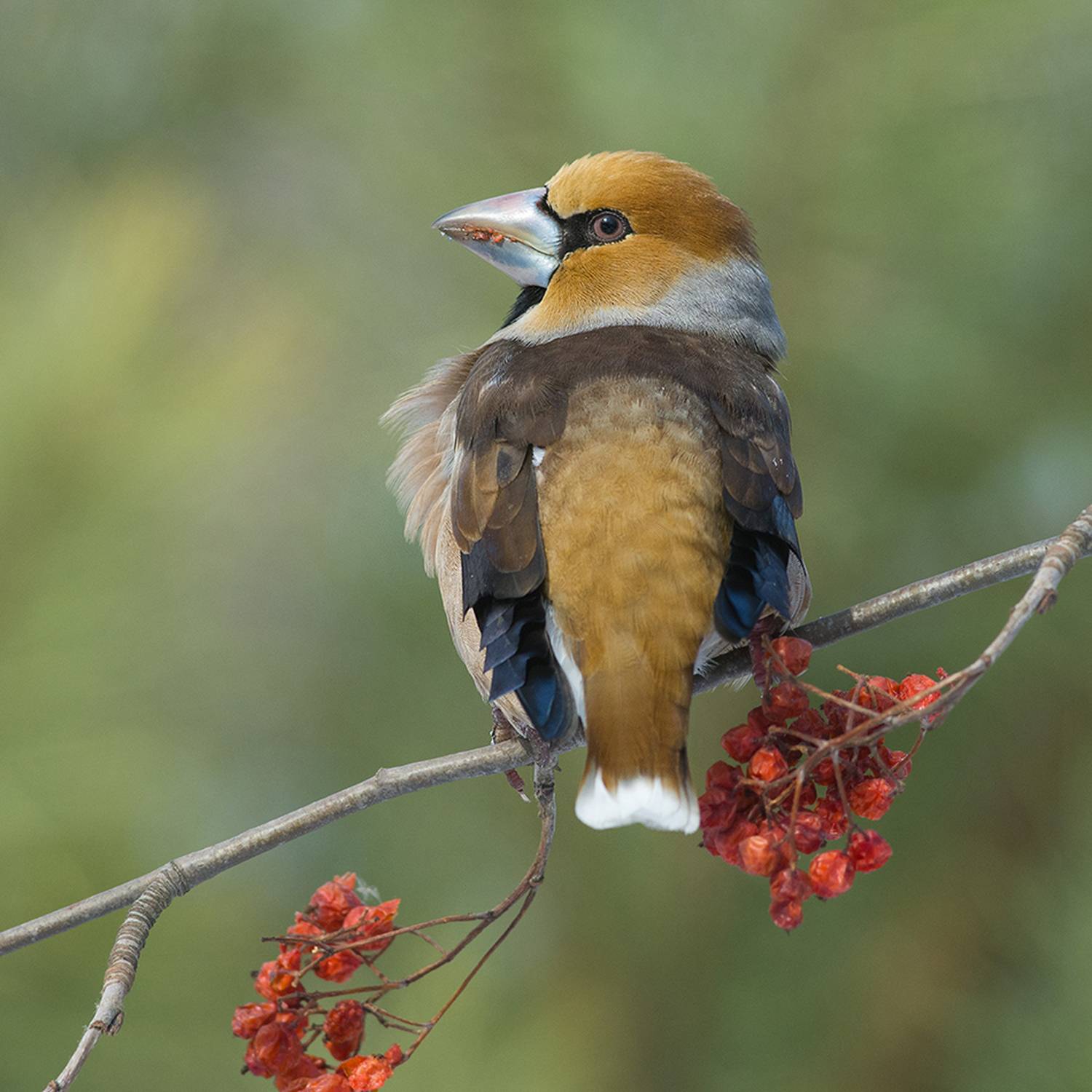 дубонос,самец,рябина,март, Иван