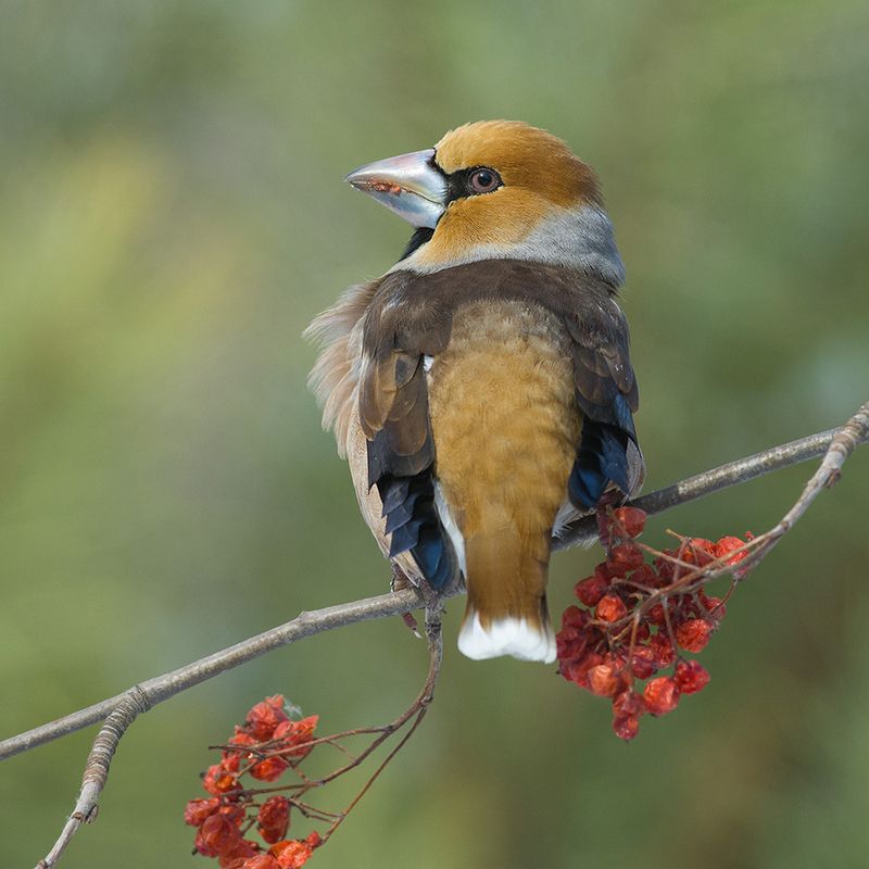 дубонос,самец,рябина,март Нарядный фото превью