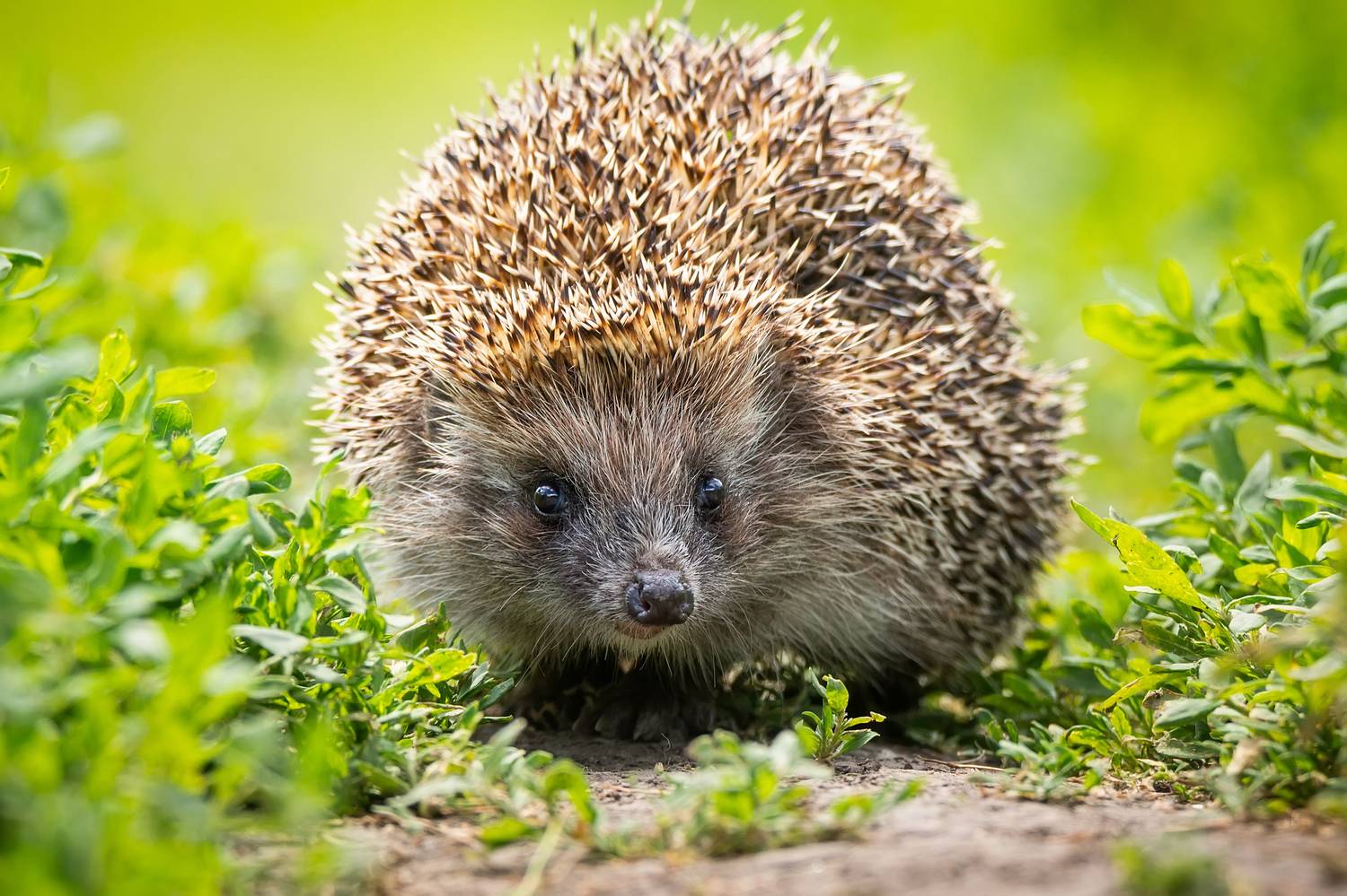 , Корнеев Алексей