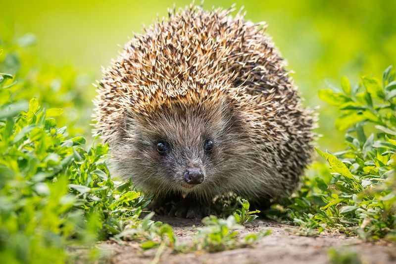 Ёжик в травке фото превью