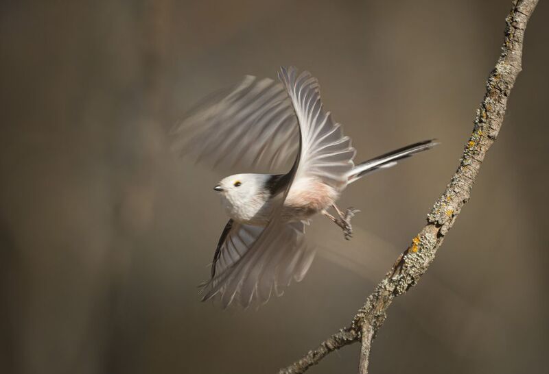 ополовник, длиннохвостая синица, взлёт синицы Переплетённость момента фото превью