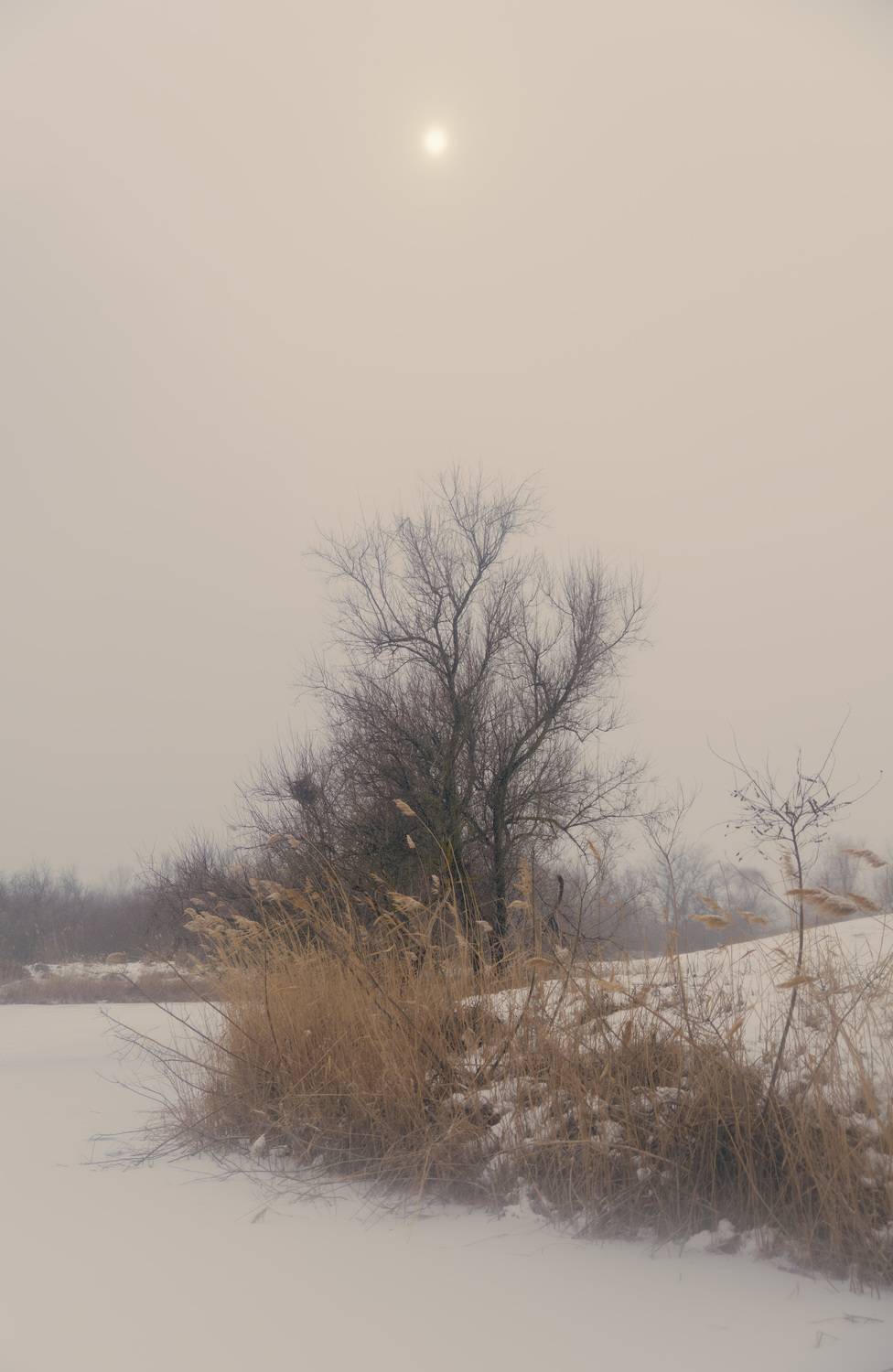 winter, twilight, snow, village, frozen, country, tree,, Бугримов Егор