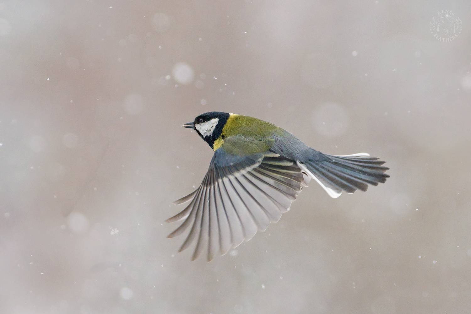 , Евгени Стефанов