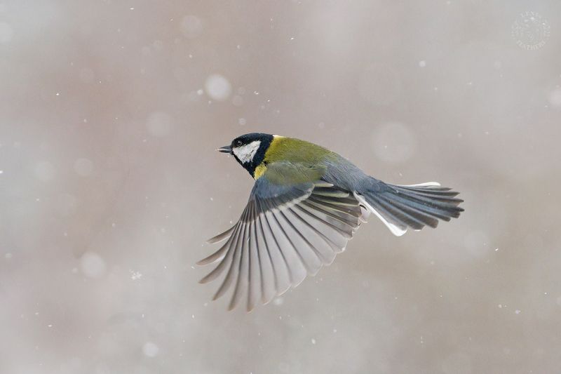 Большая синица - Lens and Feathers фото превью