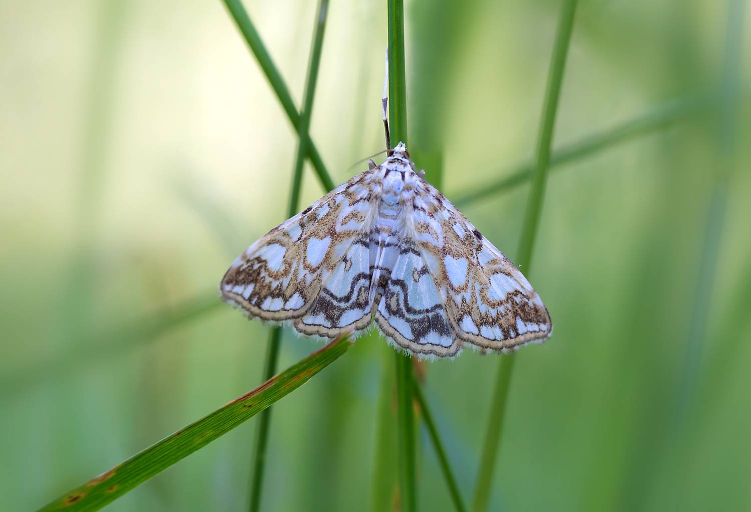 насекомые, бабочка, моль, огнёвка, Борис Новиков
