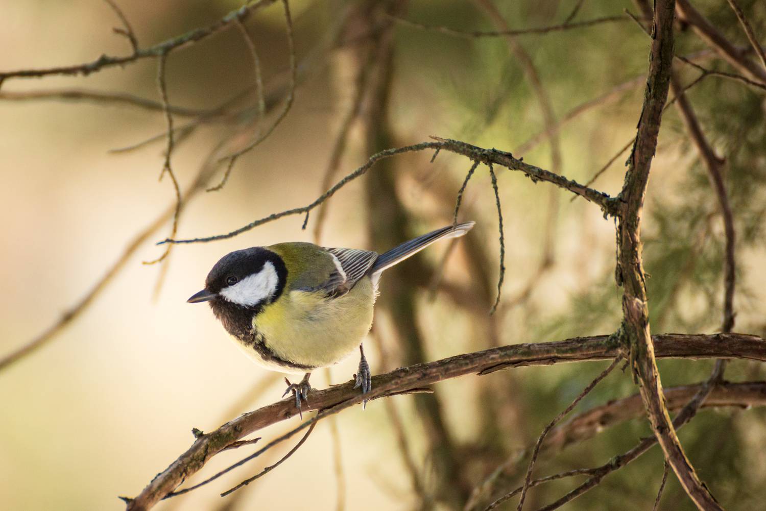 , Сергей Тихомиров