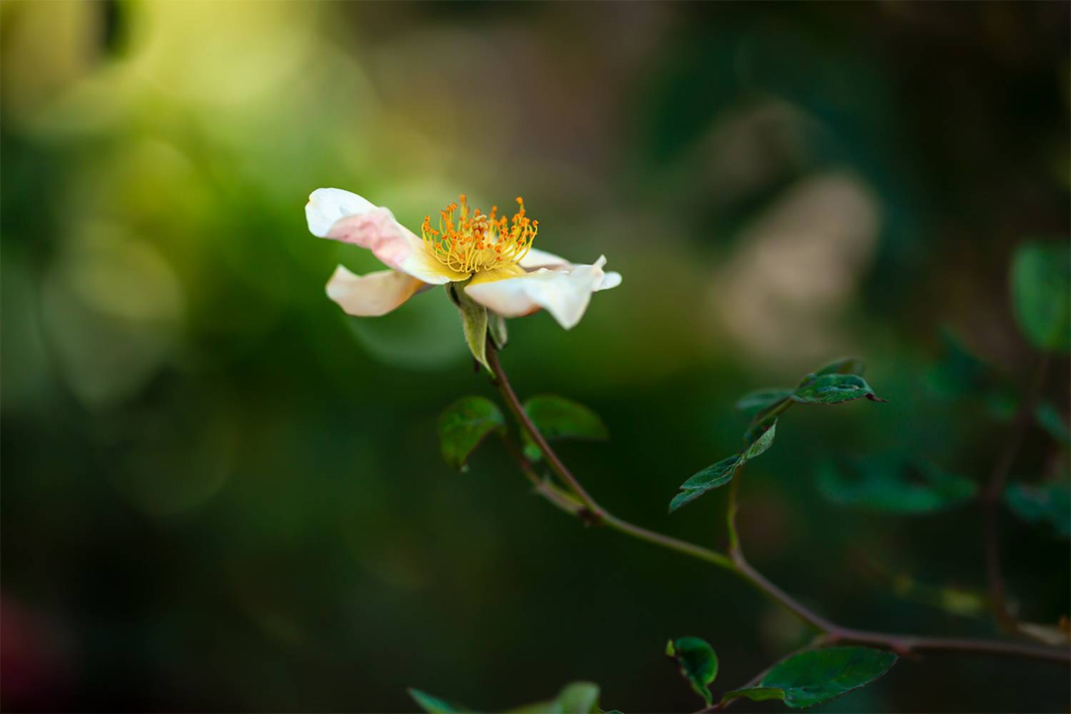 шиповник, Рут