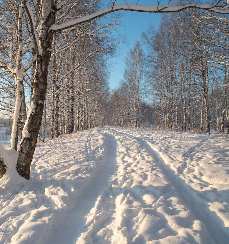 Яркий зимний день в березовой роще фото превью