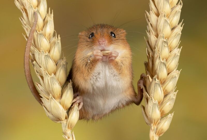 harvest mouse, mouse, rodent, animals, nature, wildlife, canon Harvest Mouse фото превью
