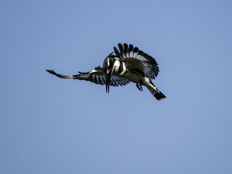 Малый пегий зимородок. фото превью