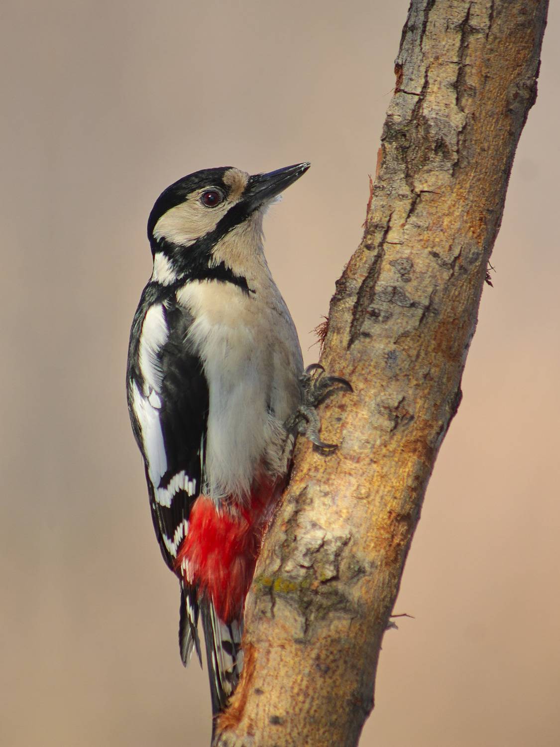 dendrocopos major, большой пёстрый дятел,, sergey izoya