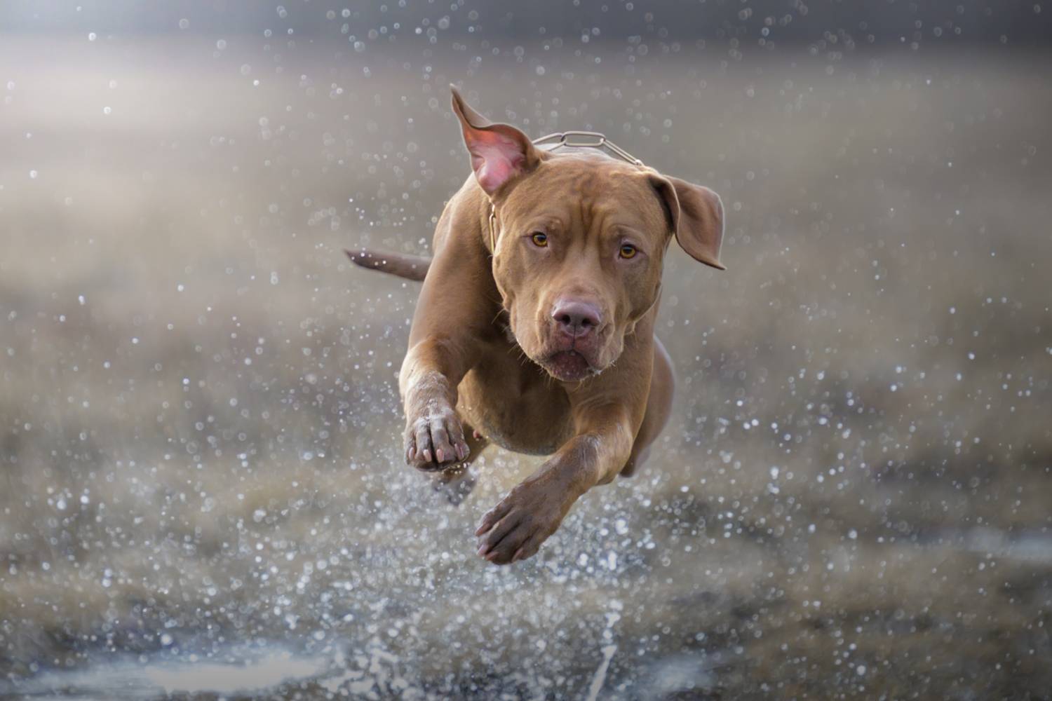 , Роман Фабричный