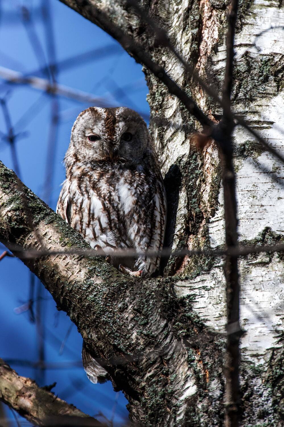 , Павел Ныриков