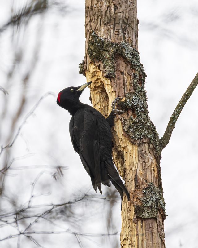 Желна фото превью