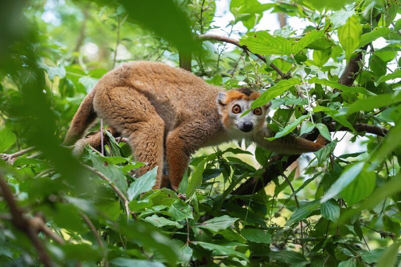 венценосный лемур, венценосный мангустовый лемур, самец, самка, eulemur coronatus, crowned lemur, male, female Под пологом дивного леса фото превью