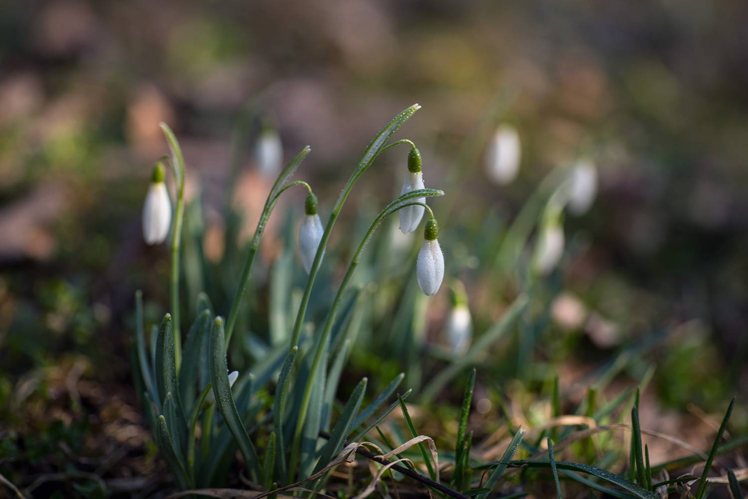 , Хасан Журтов