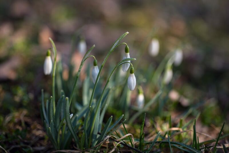 Подснежники фото превью