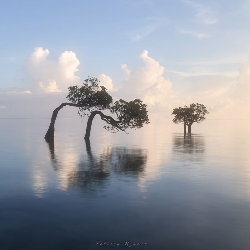 Танцующие деревья острова Сумбы фото превью