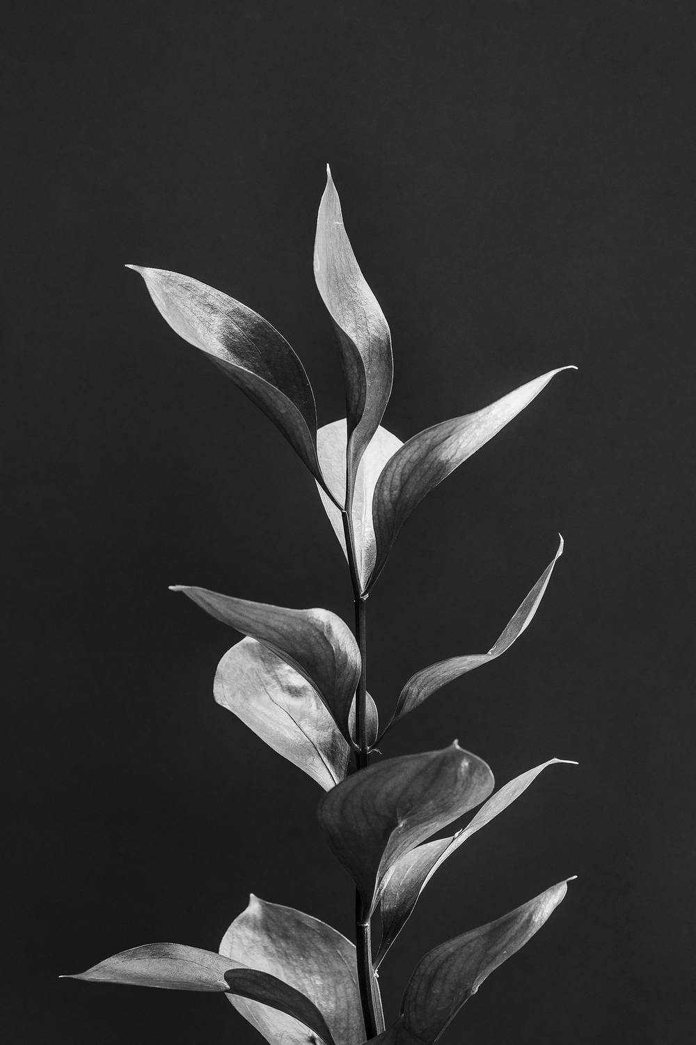 ветка, световая кисть, черно-белое, Бакбак Тата