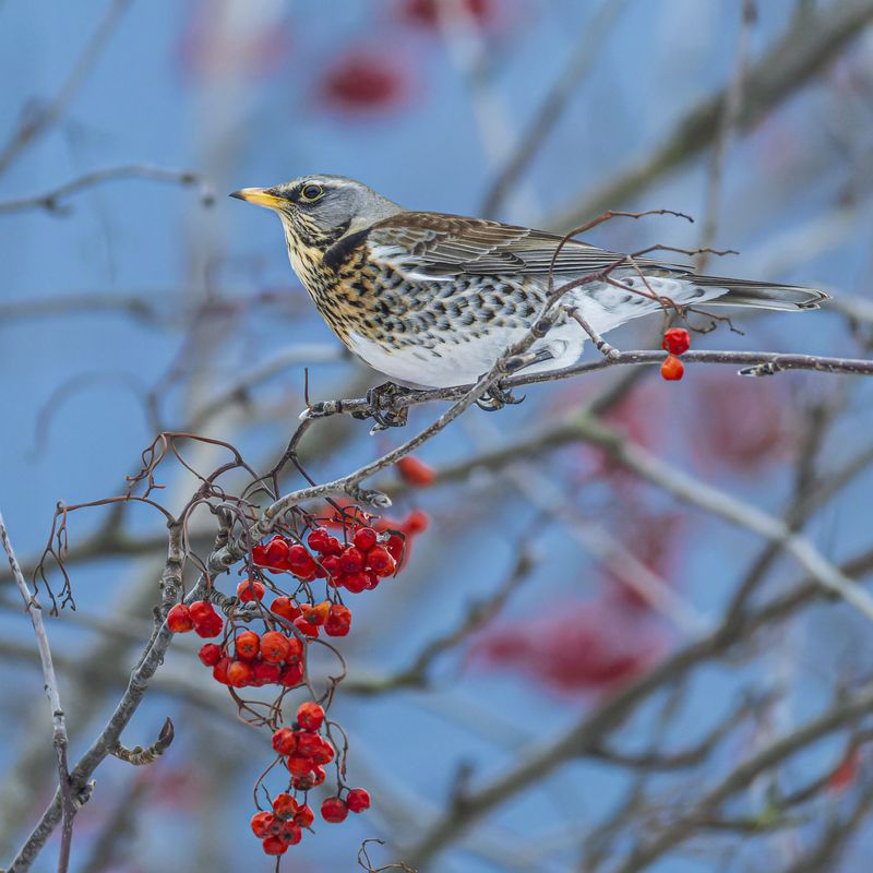 Рябинник фото превью