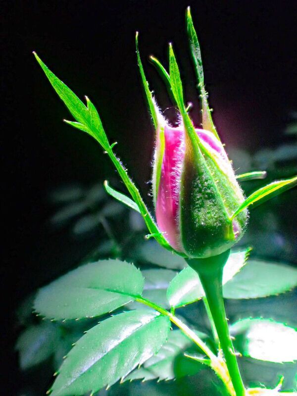 фото превью