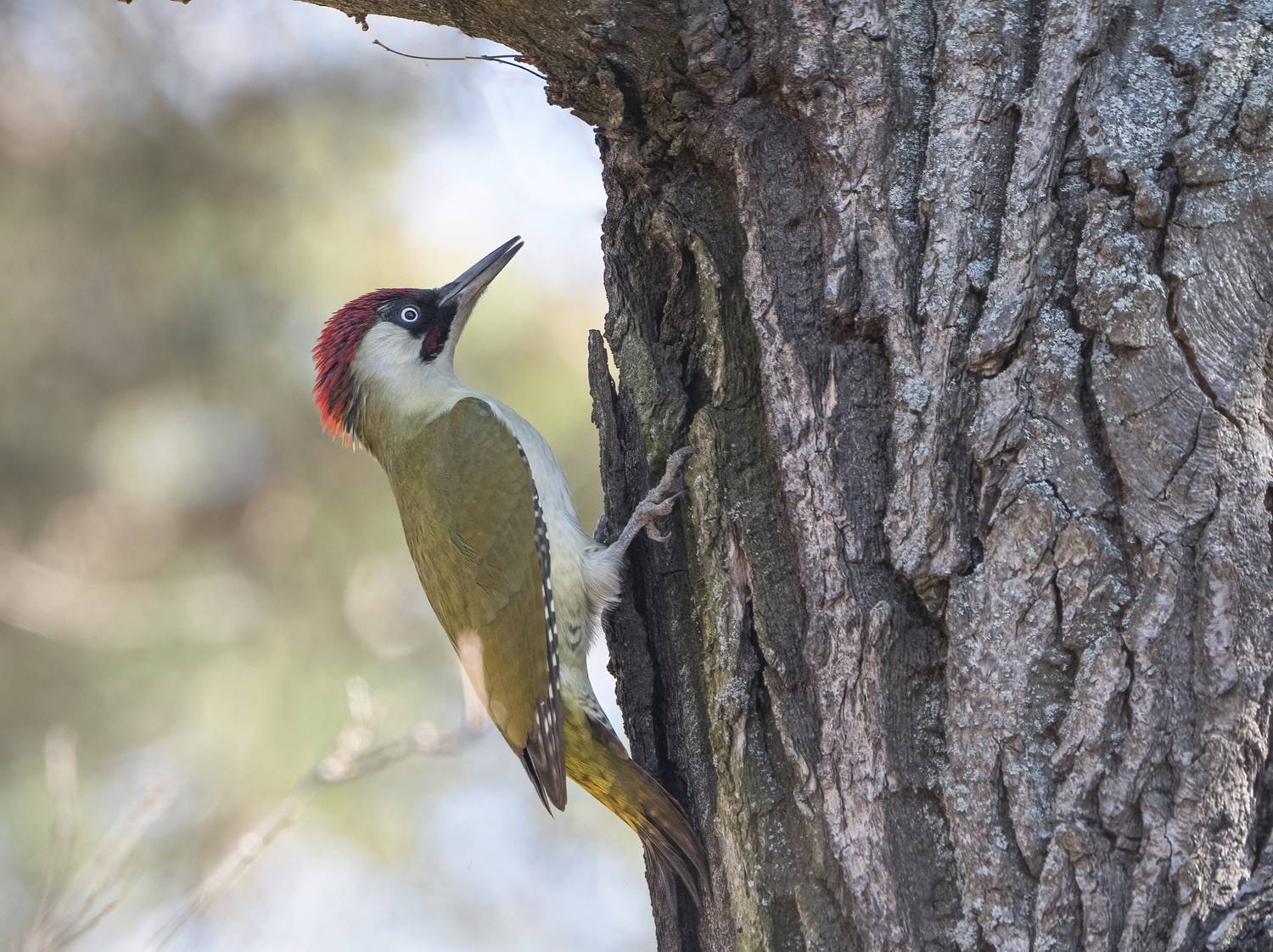 птицы,природа, весна, Андрей Киселёв
