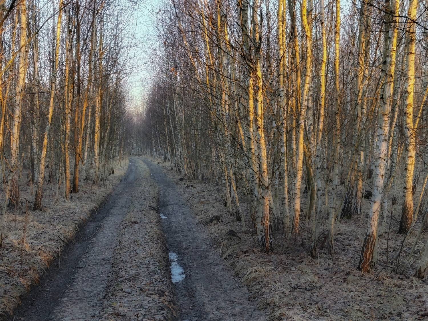 , Светлана Кондрашова