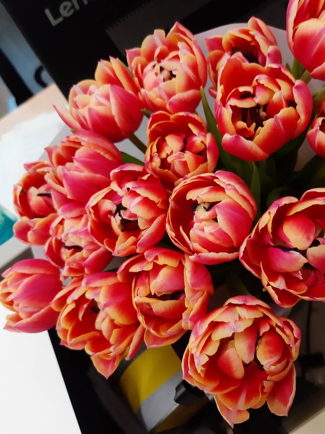 Тюльпаны , Мария Горская