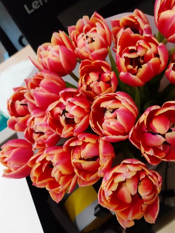 Весна - это тюльпаны фото превью