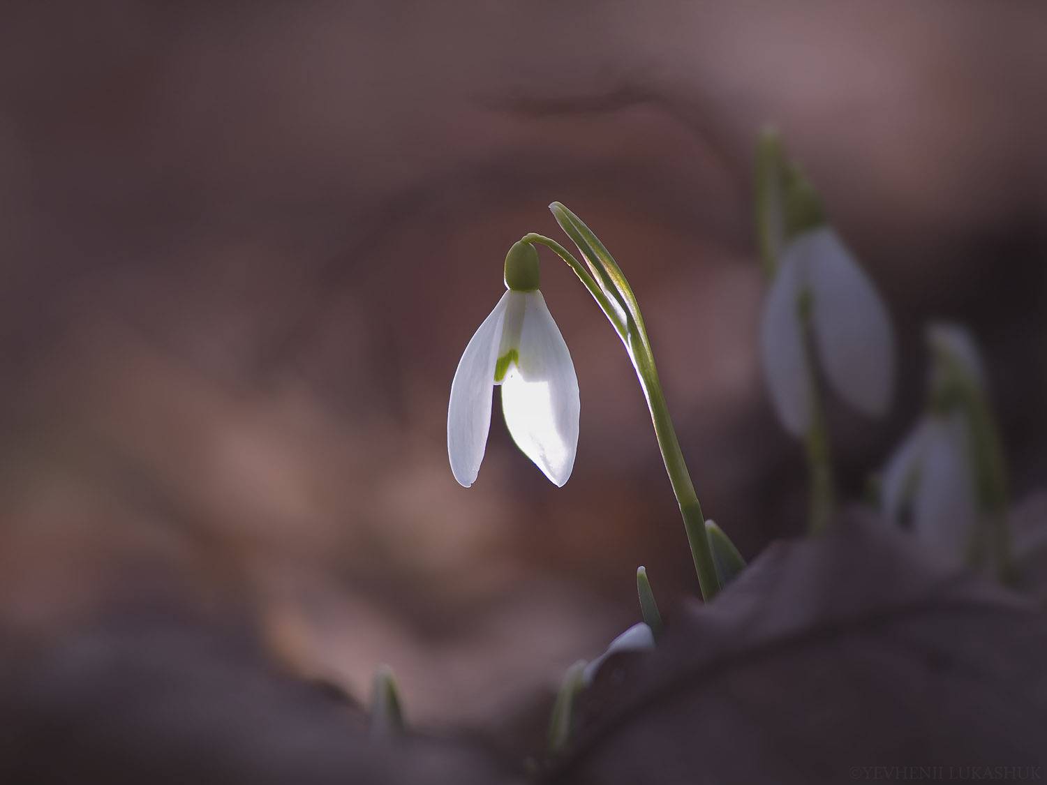 , Лукашук Евгений