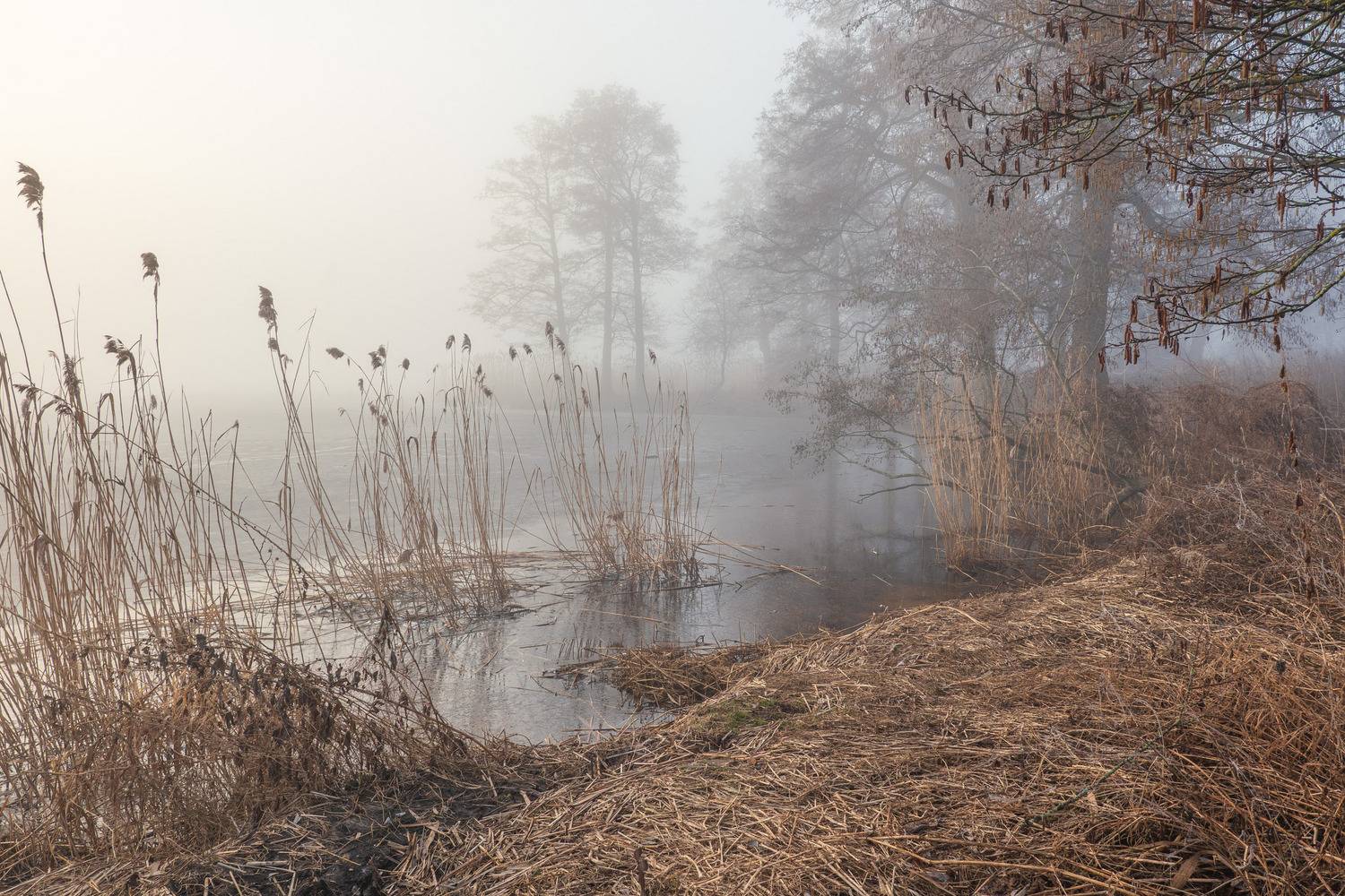 , Гордон Николай