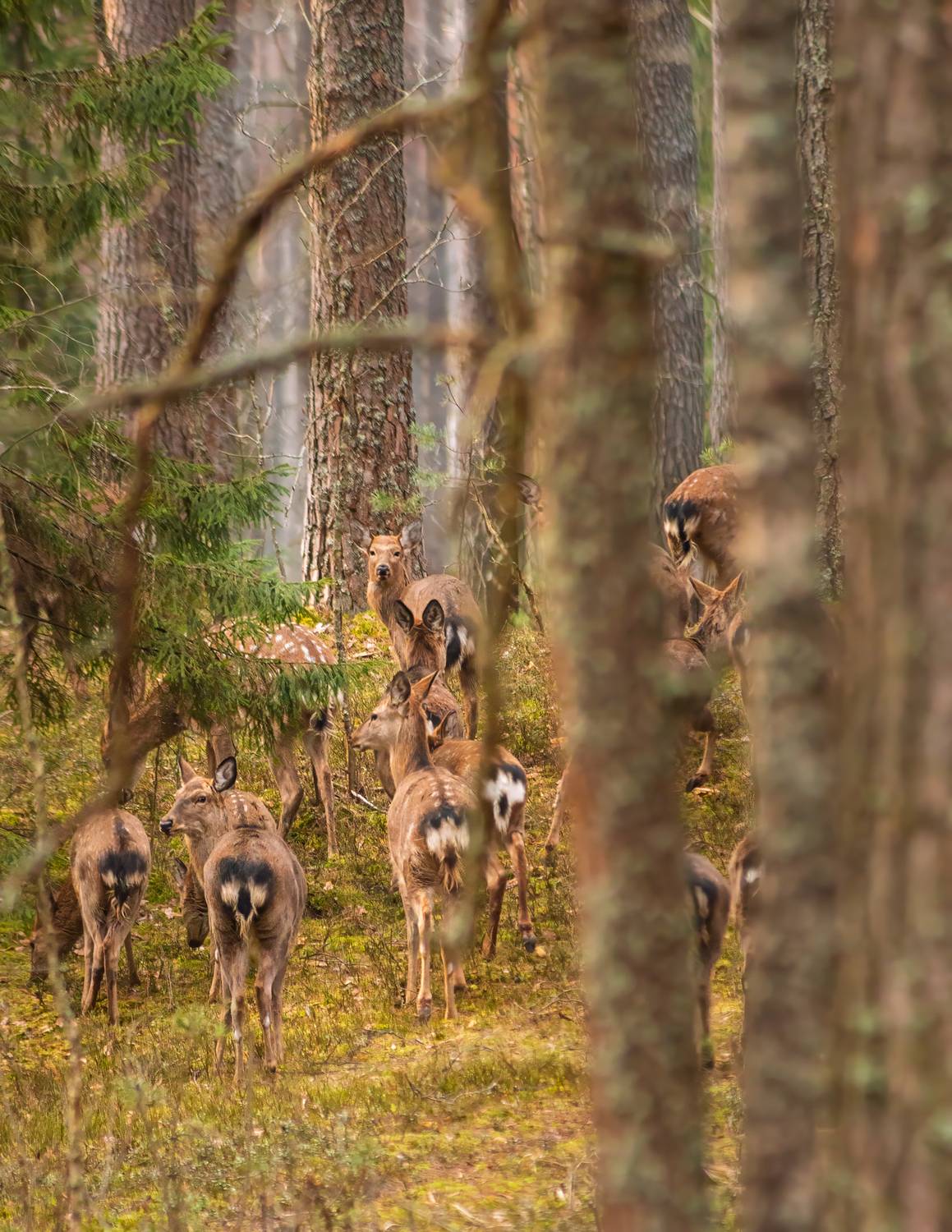 животные, природа, олень, лес, canon, Пронин Денис