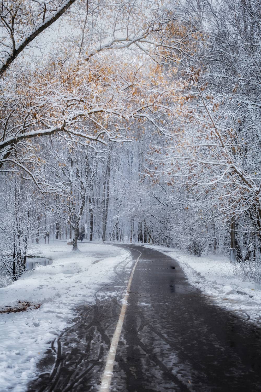 зима, winter, landscape, природа, nature, пейзаж, лес, forest, Julia Kaissa
