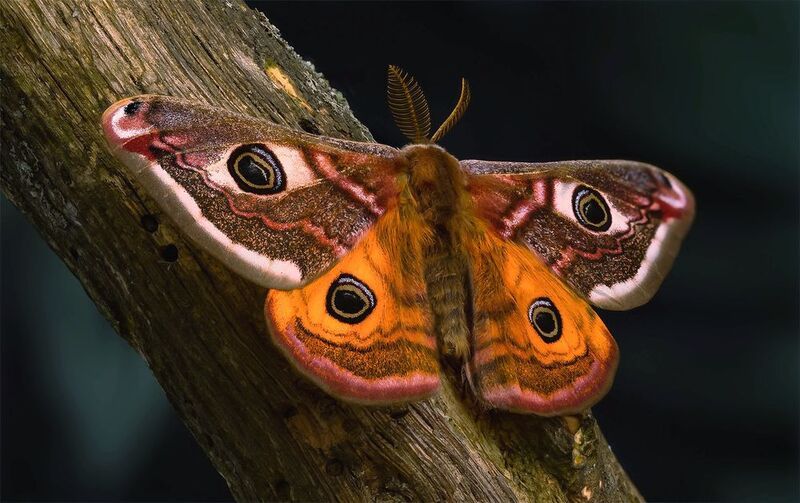 lepidoptera, saturniidae, saturnia pavonia, павлиноглазка малая Павлиноглазка фото превью