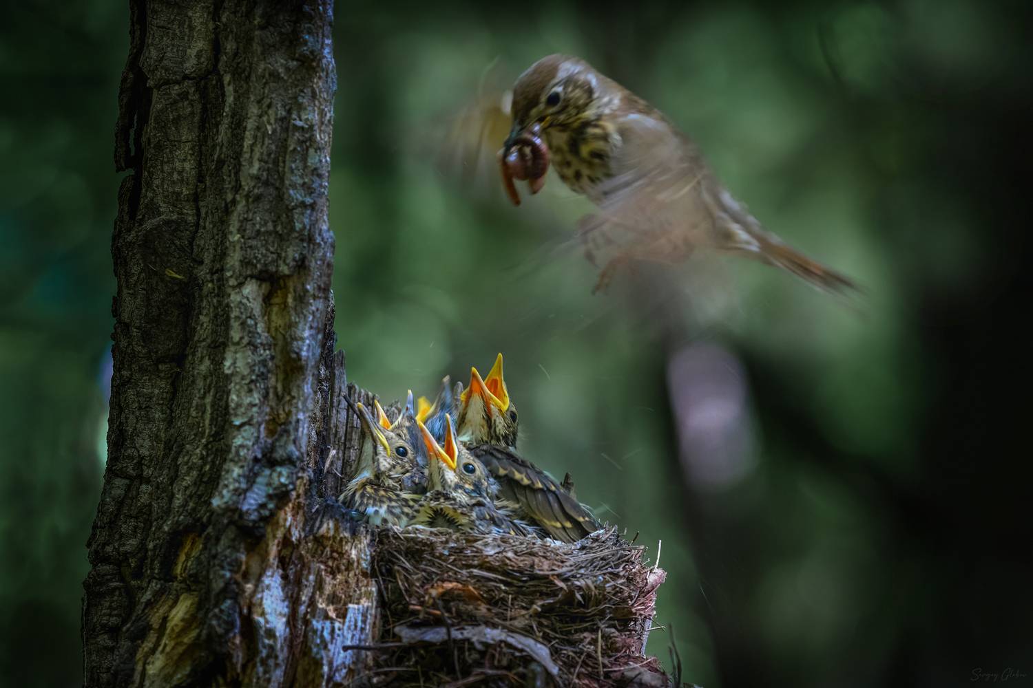 дрозд, птицы, гнездо, птенцы, Глебов Сергей