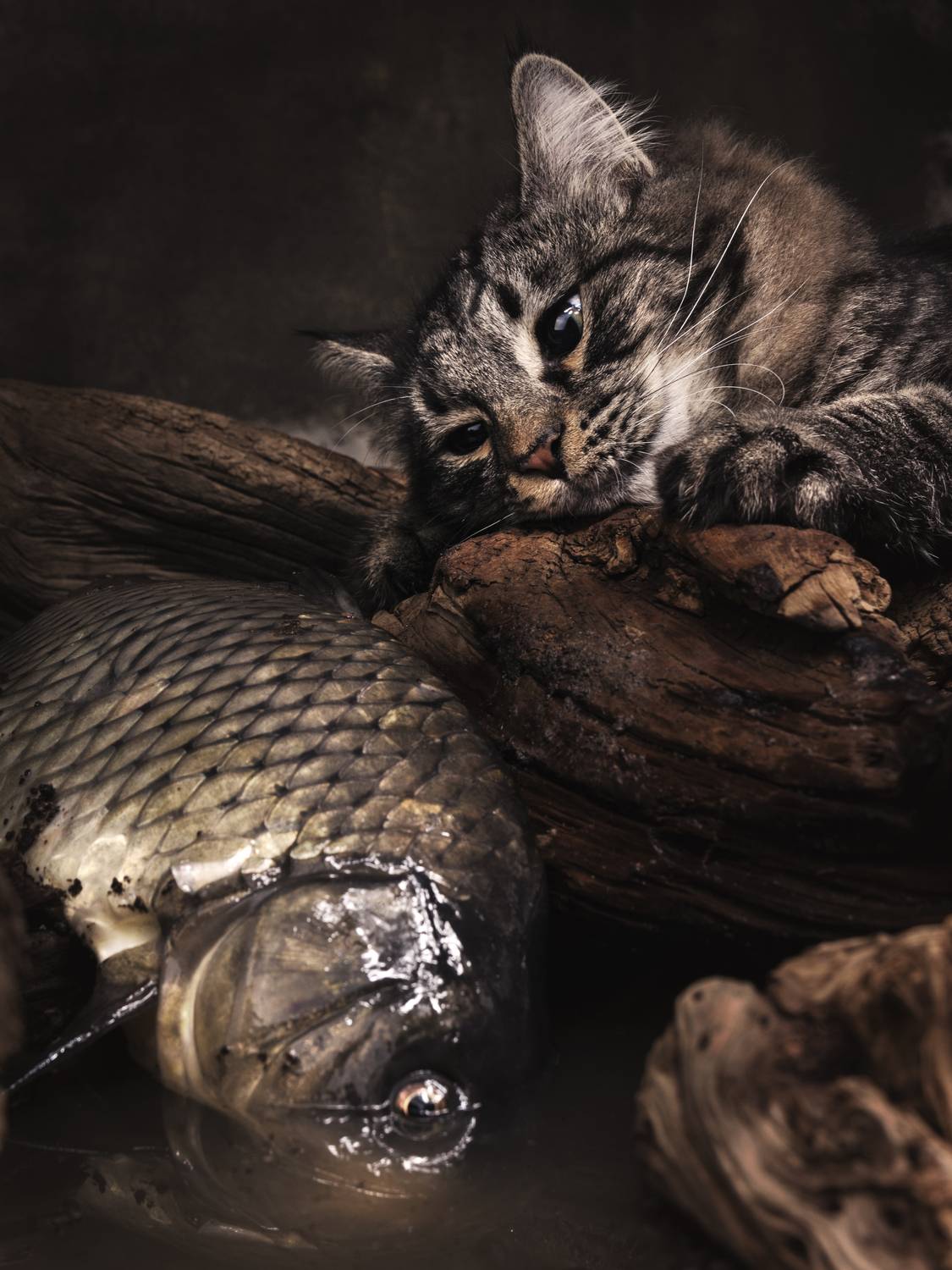 cat, fish, house, Evgeniy Savikov