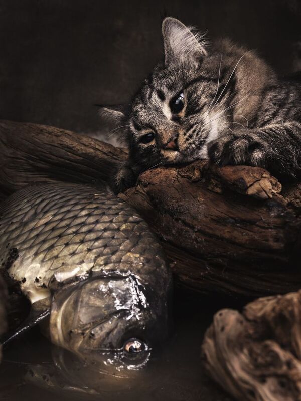 cat, fish, house Опять рыба ..... фото превью