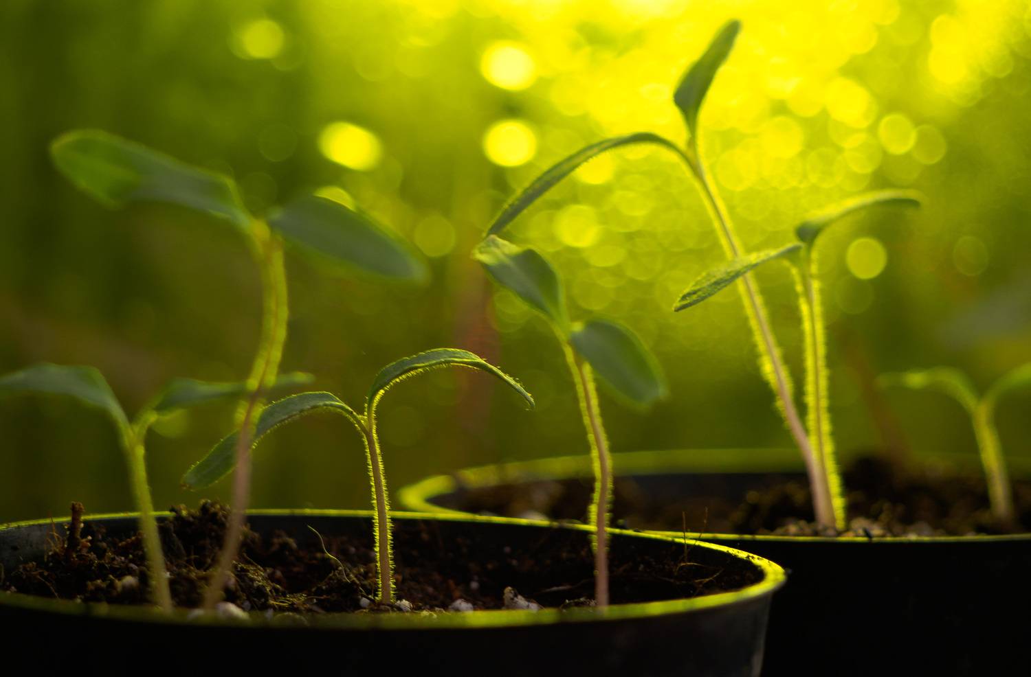 , Лофицкая Лариса