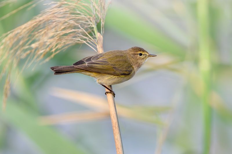 птица, фотоохота, пеночка, природа, фауна Пеночка фото превью