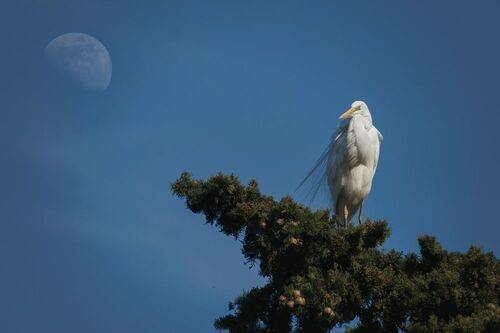 Замерла цапля в чарах Луны