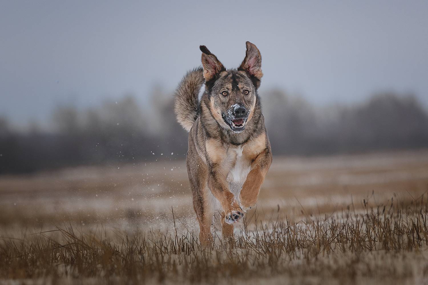 , Елена Самусенкова
