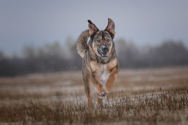 Дарий фото превью