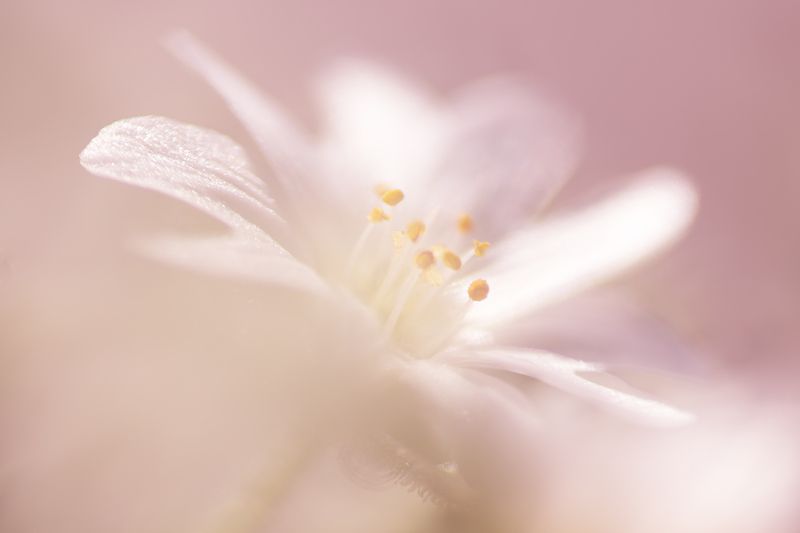 макро, цветок, звездчатка, рейнокс Нежность фото превью