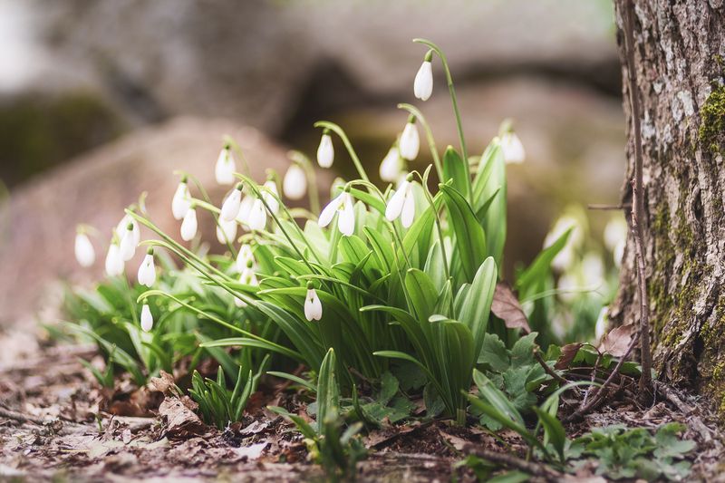 подснежники, крым Первые цветы фото превью
