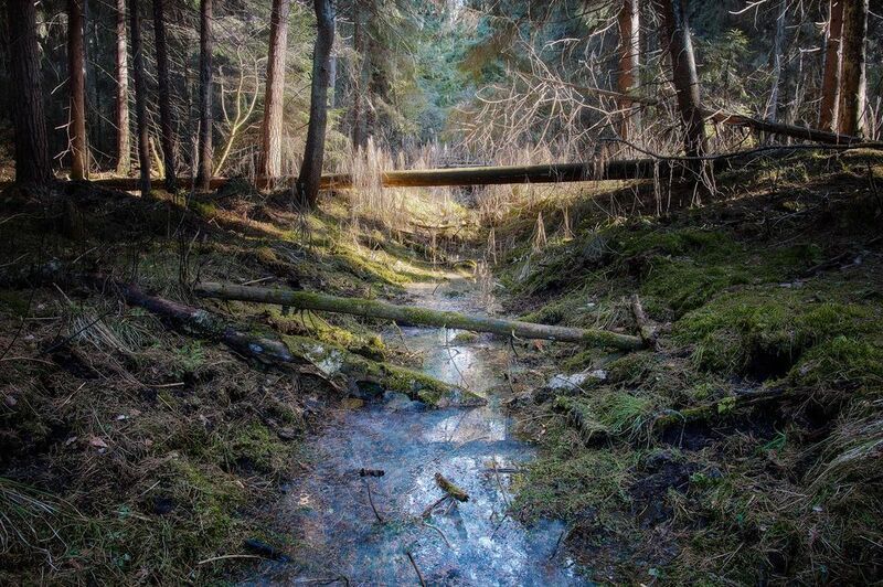 лес, весна, свет В весеннем лесу фото превью