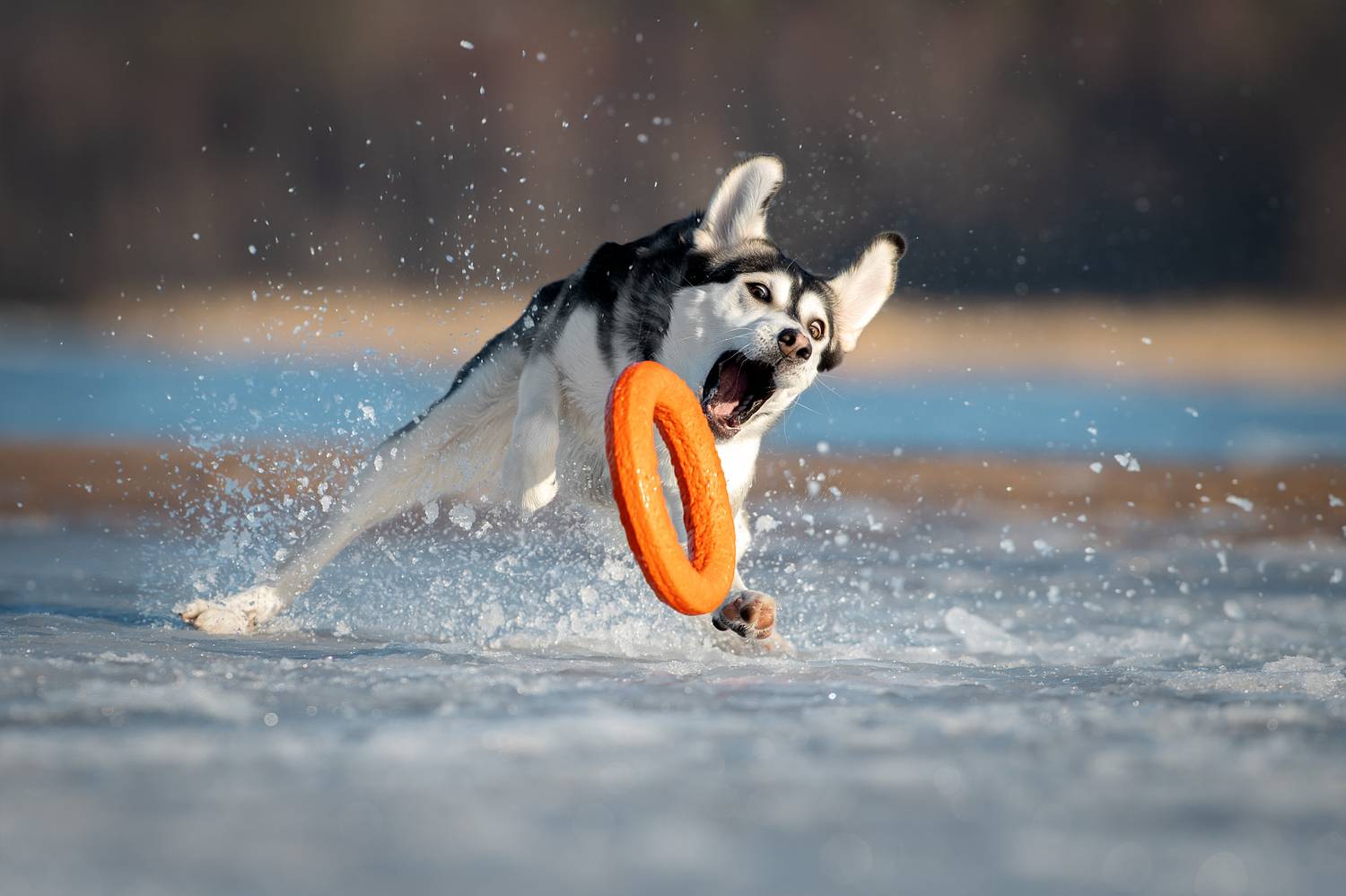 , Светлана Писарева