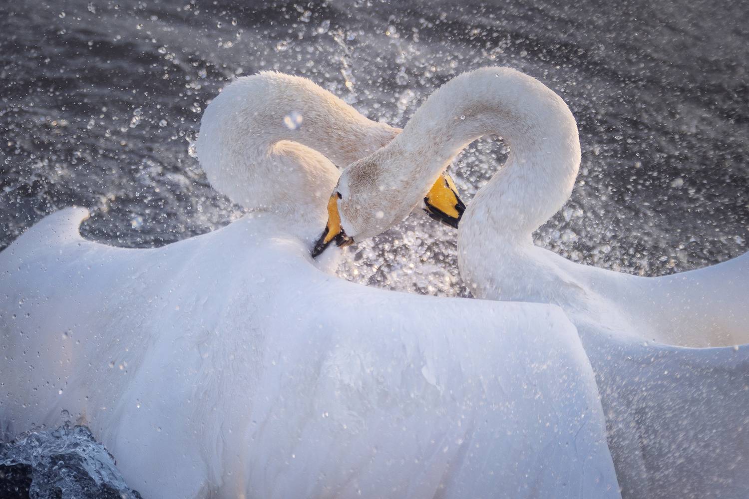лебеди, лебединый заказник, алтайский край, Дмитрий Купрацевич