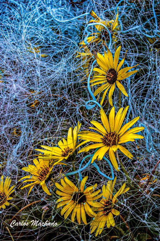 Macro, Nature, Margaritas and fishnets фото превью