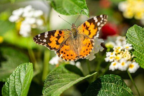 Бабочкин завтрак)